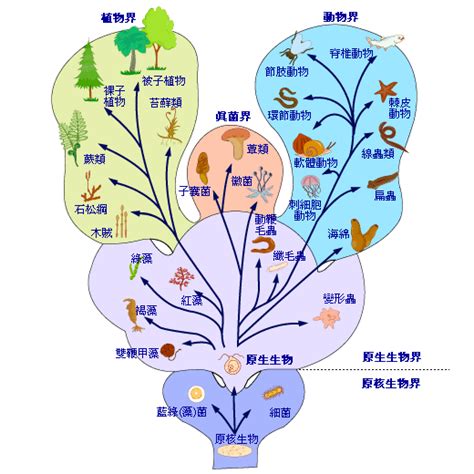 界門綱目科屬種口訣